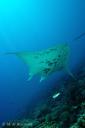 Raie manta birostris