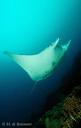 Raie manta birostris