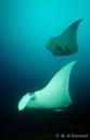 Raie manta birostris