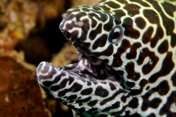 murene similan