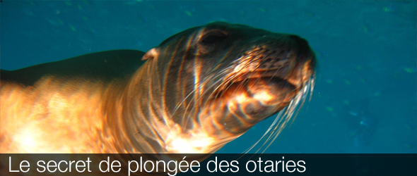 secret de plongée des otaries